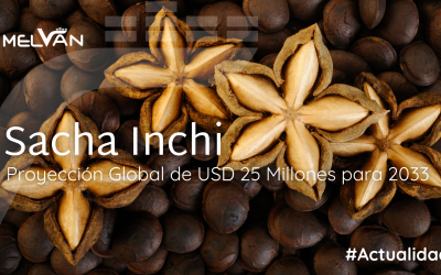 MERCADO GLOBAL DEL SACHA INCHI PROYECTA UN CRECIMIENTO SOSTENIDO: SUPERARÁ LOS USD 25 MILLONES HACIA 2033