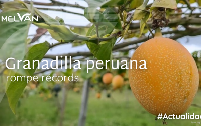 EXPORTACIÓN DE GRANADILLA PERUANA ALCANZÓ CIFRAS RÉCORD EN 2024